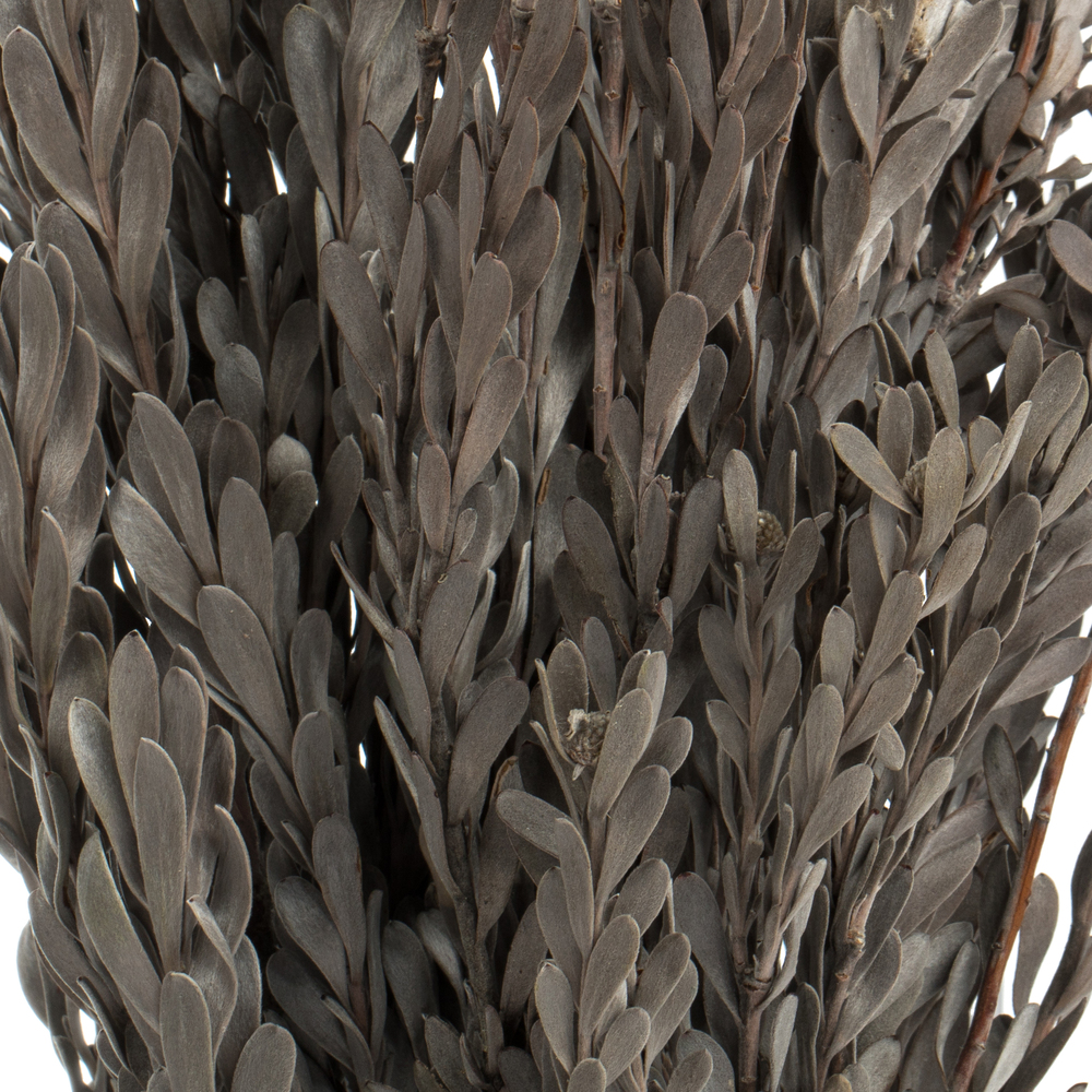 Vickerman 18-20" Pubescens Bundle, Preserved 5oz