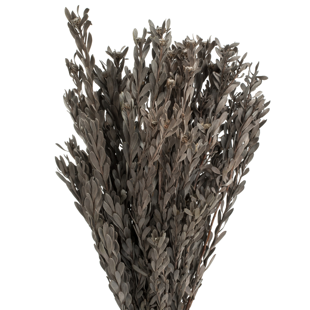 Vickerman 18-20" Pubescens Bundle, Preserved 5oz