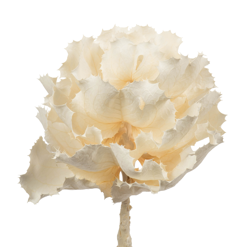 Vickerman 8" Queen Flower Stem, Dried