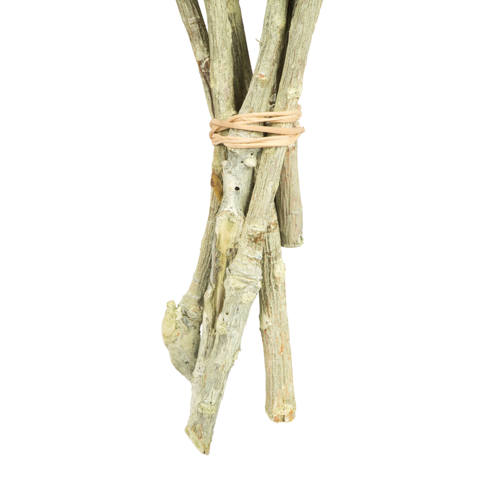 Vickerman Rosette Compacta Stem, Dried 7/Bu