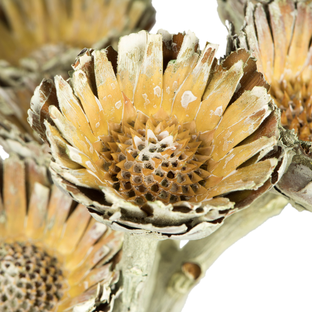 Vickerman Rosette Compacta Stem, Dried 7/Bu