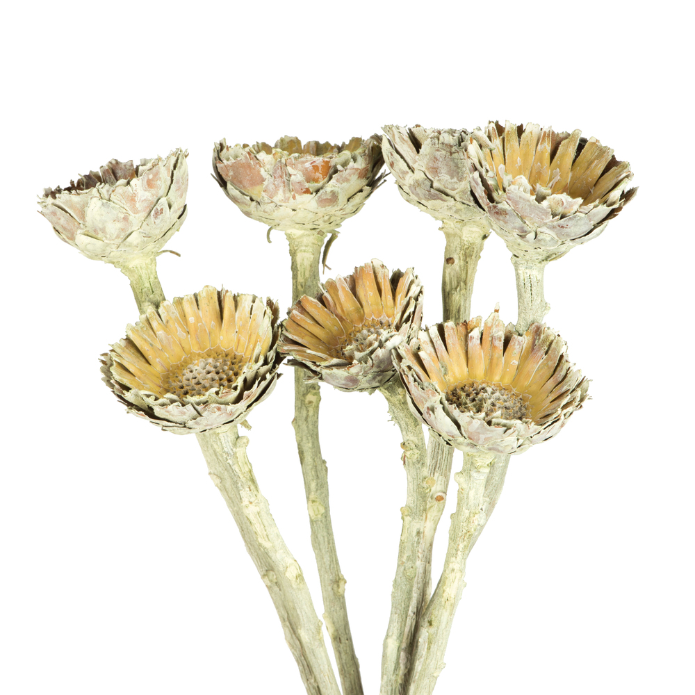 Vickerman Rosette Compacta Stem, Dried 7/Bu