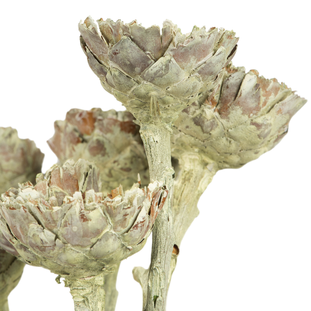 Vickerman Rosette Compacta Stem, Dried 7/Bu