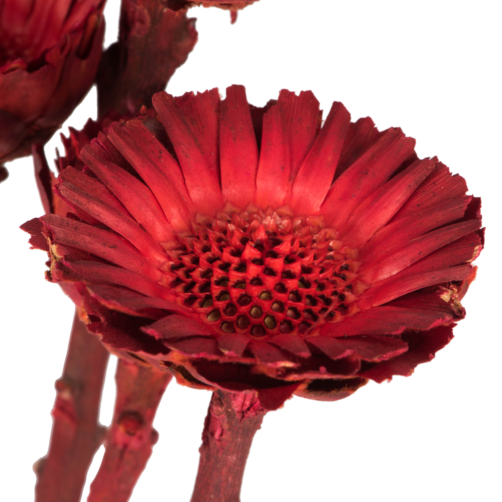 Vickerman Rosette Compacta Stem, Dried 7/Bu