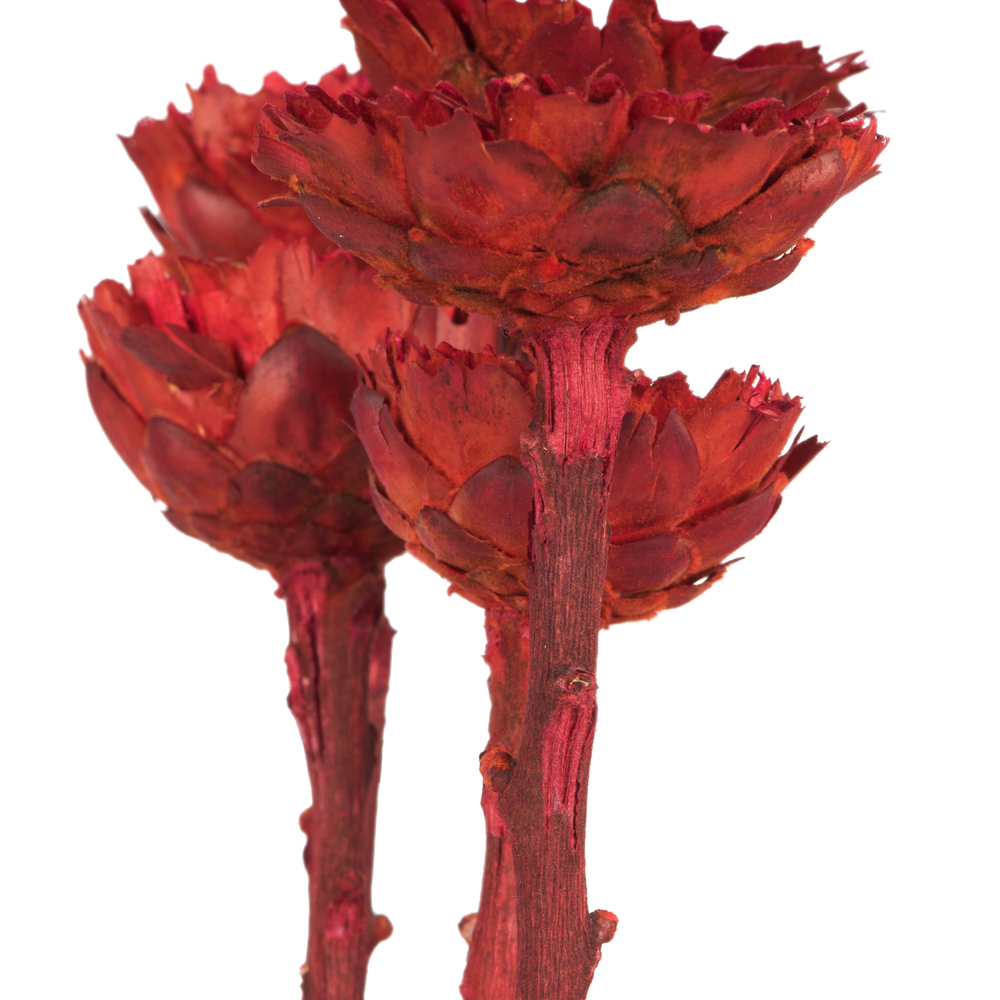 Vickerman Rosette Compacta Stem, Dried 7/Bu