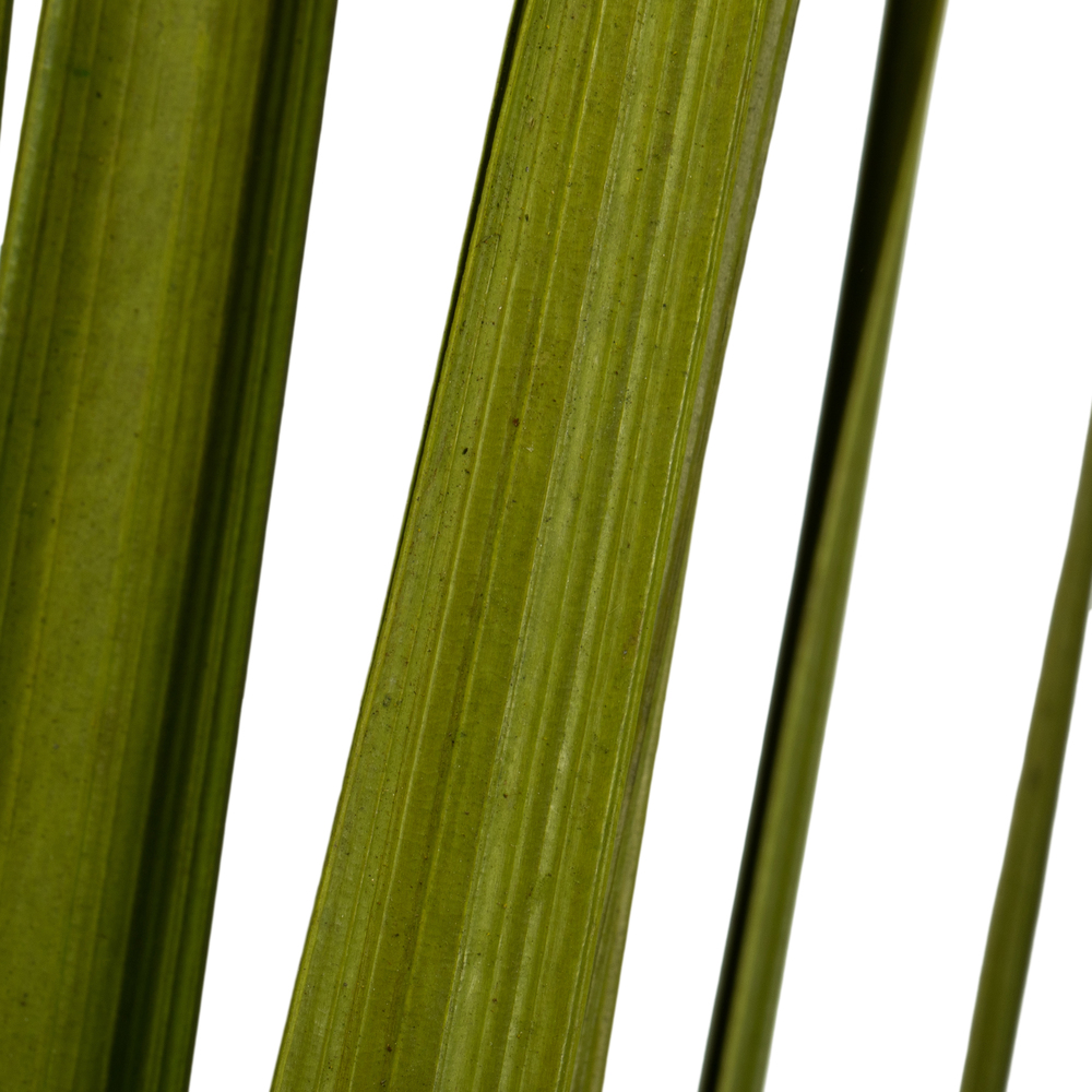 Vickerman Sable Grass, Dried