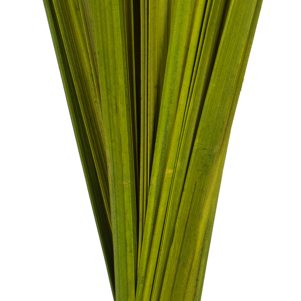 Vickerman Sable Grass, Dried
