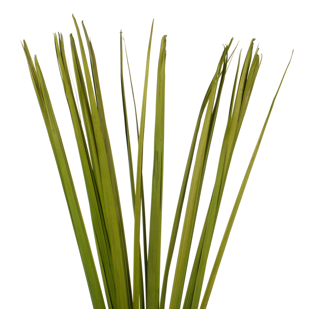 Vickerman Sable Grass, Dried