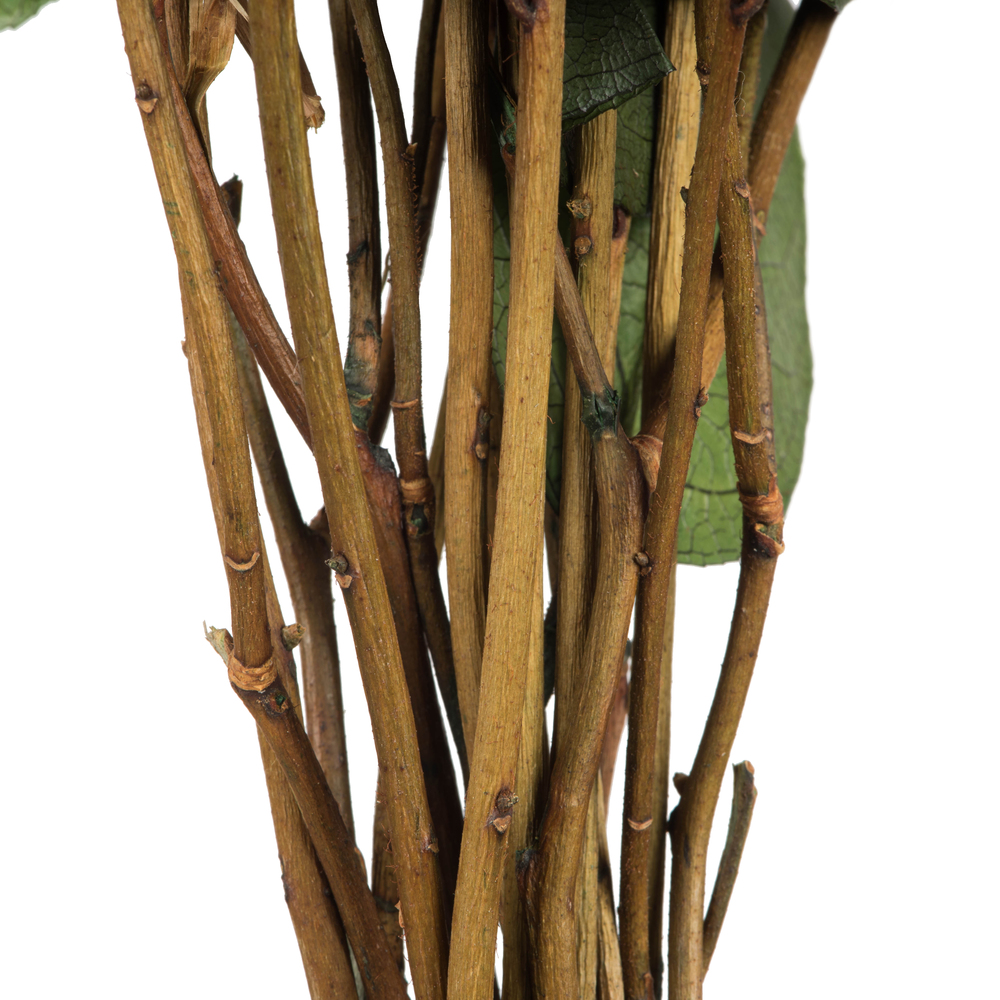 Vickerman 16-22" Natural Botanicals Salal Foliage Bunch