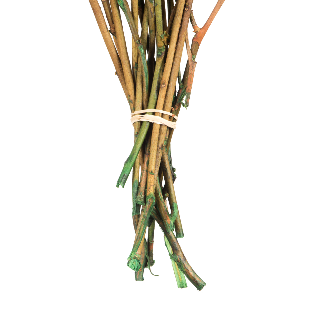 Vickerman 16-22" Natural Botanicals Salal Foliage Bunch