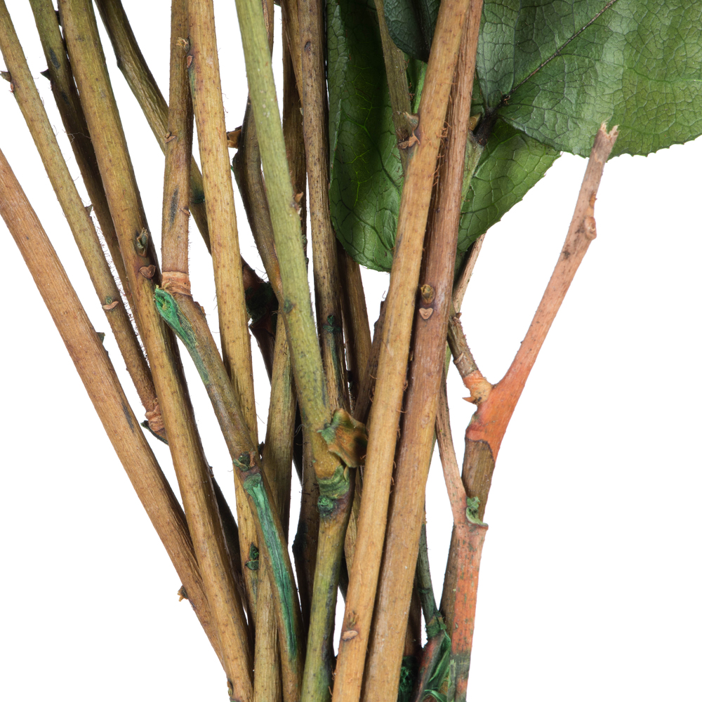 Vickerman 16-22" Natural Botanicals Salal Foliage Bunch