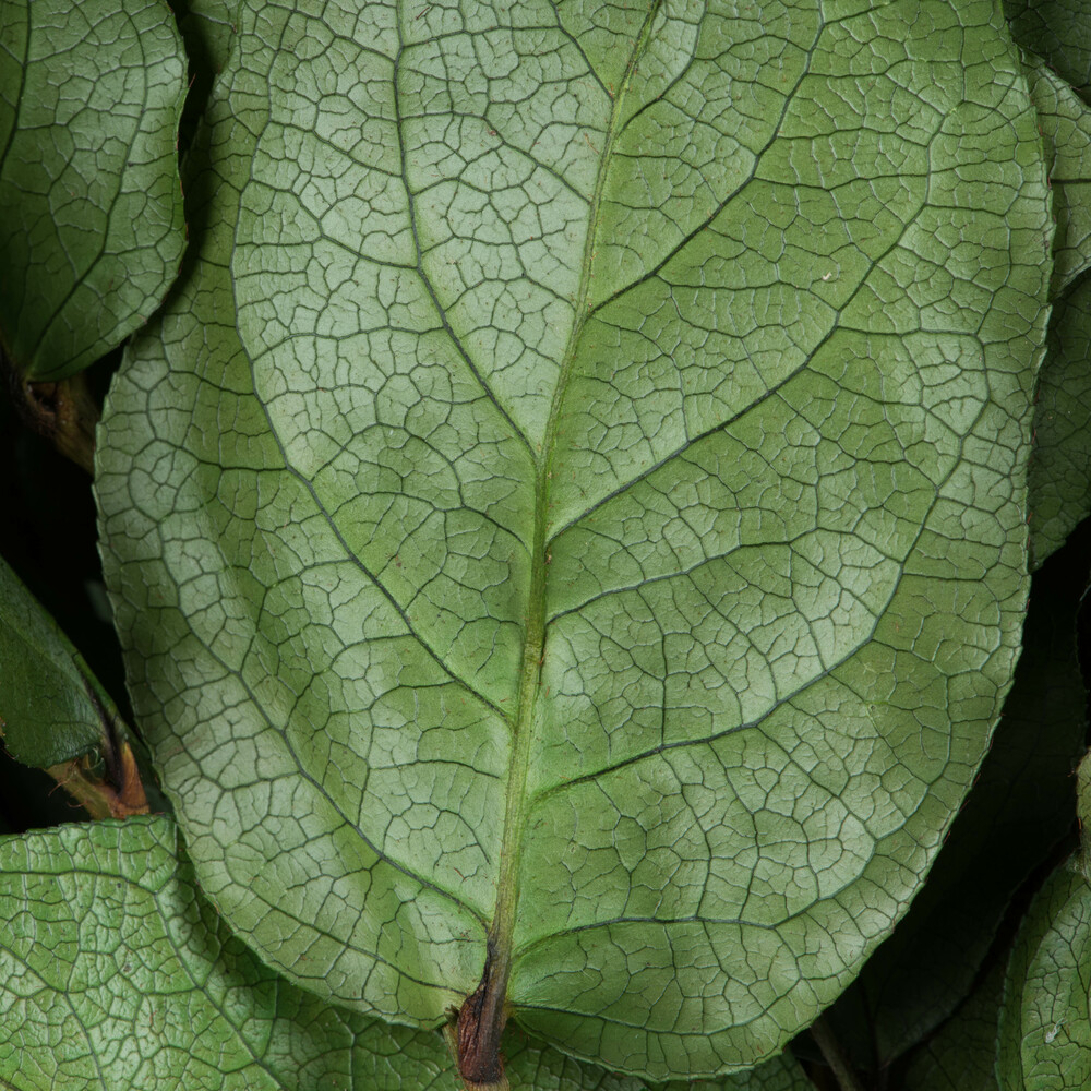 Vickerman 16-22" Natural Botanicals Salal Foliage Bunch