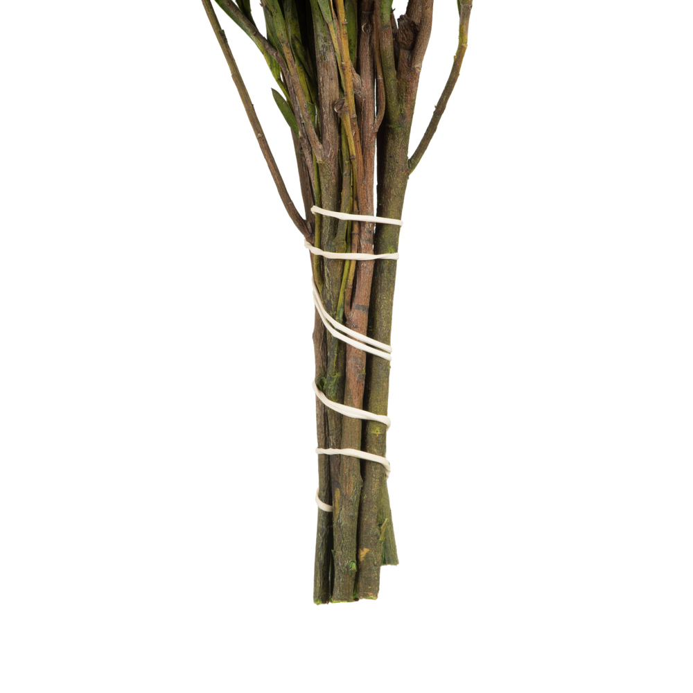 12" Green Salignum Bundle 7 oz