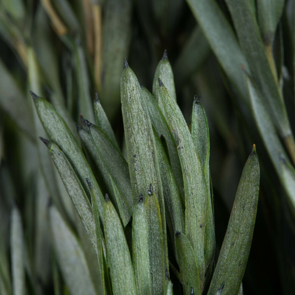 12" Green Salignum Bundle 7 oz