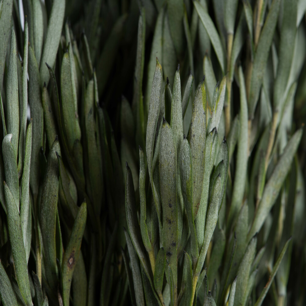 12" Green Salignum Bundle 7 oz