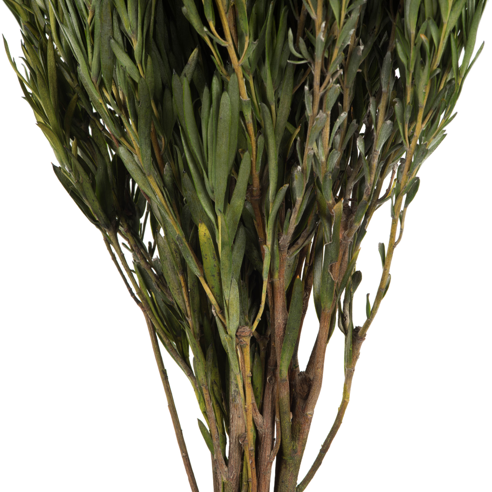 12" Green Salignum Bundle 7 oz