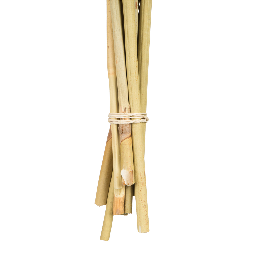 Vickerman 18-24" Natural Spider Knobs on Reed Stem