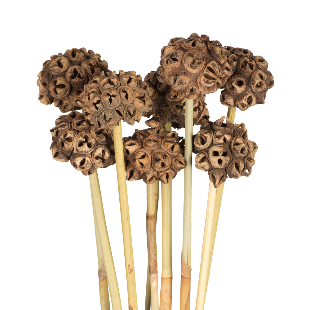 Vickerman 18-24" Natural Spider Knobs on Reed Stem
