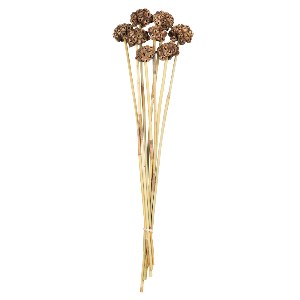 Vickerman 18-24" Natural Spider Knobs on Reed Stem