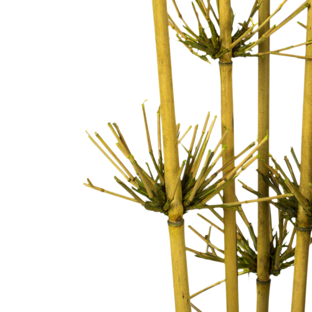 Vickerman 36-40" Star Bamboo Reed Stem, Dried
