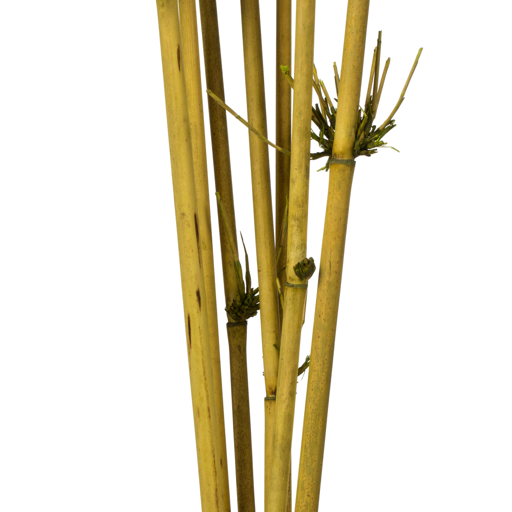 Vickerman 36-40" Star Bamboo Reed Stem, Dried