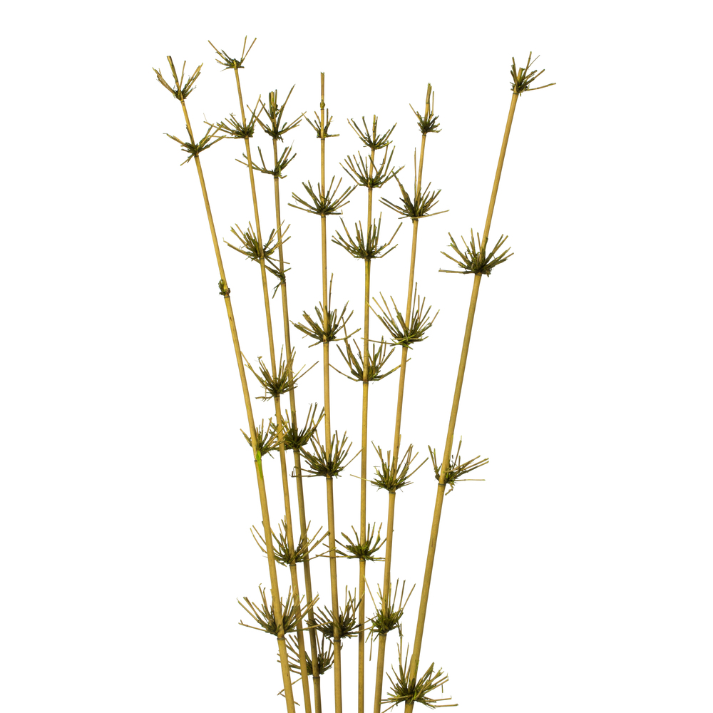 Vickerman 36-40" Star Bamboo Reed Stem, Dried