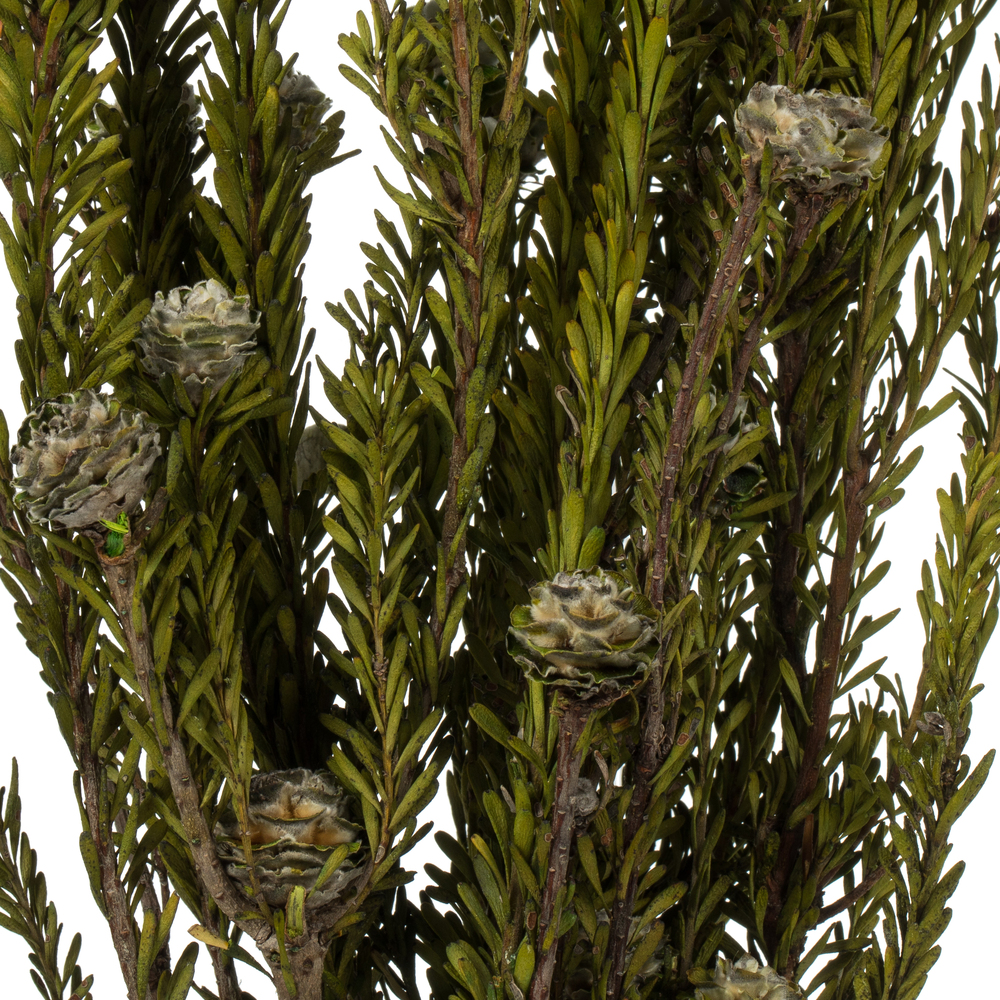 Vickerman 12" Tortum Bundle, Preserved