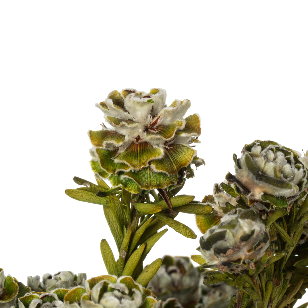 Vickerman 12" Tortum Bundle, Preserved