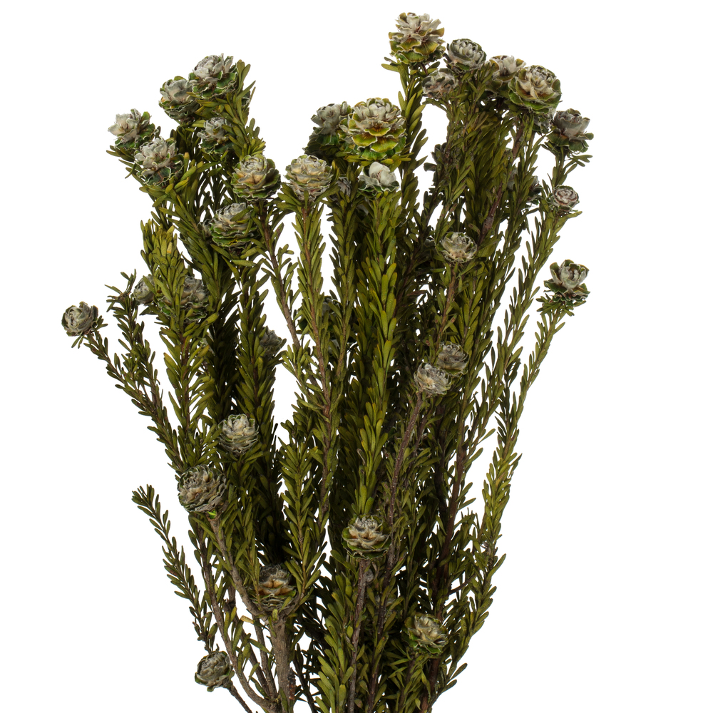 Vickerman 12" Tortum Bundle, Preserved