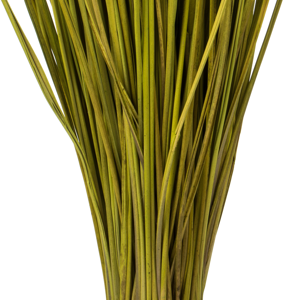 24-30" Basil Whip Grass Bundle - 8 oz