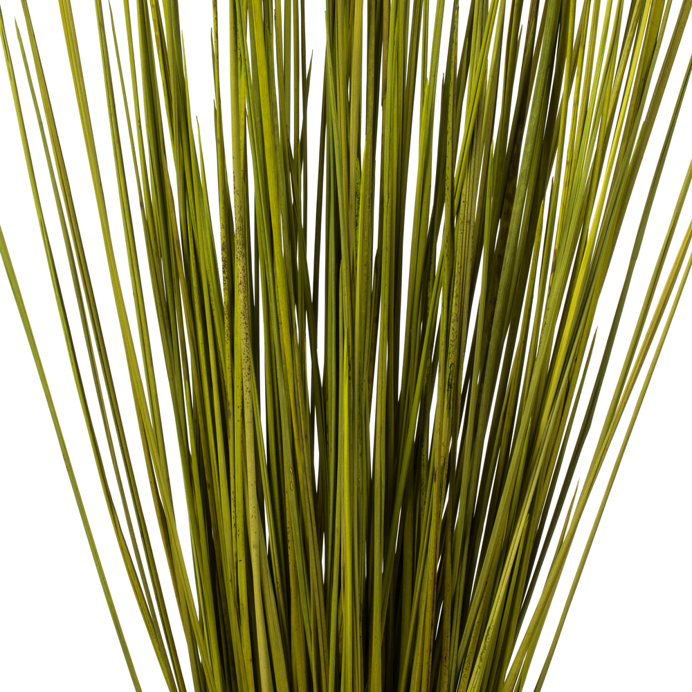 24-30" Basil Whip Grass Bundle - 8 oz