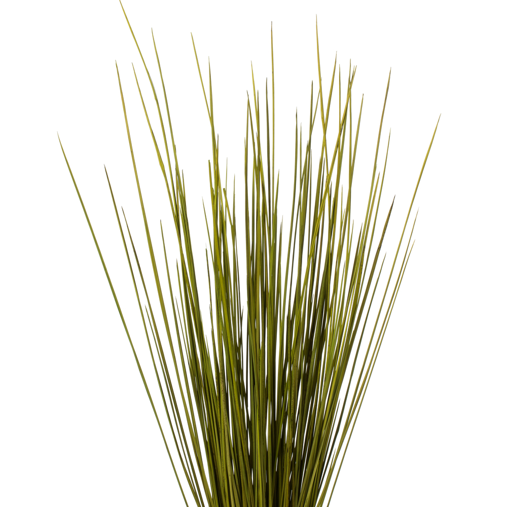 24-30" Basil Whip Grass Bundle - 8 oz