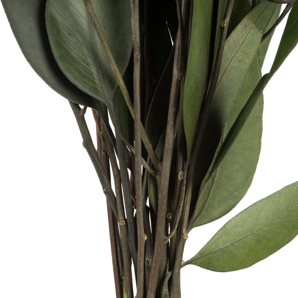 18" Green Willow Eucalyptus 5oz Bundle