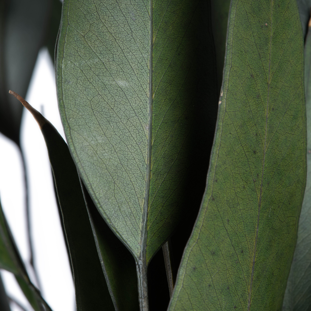 18" Green Willow Eucalyptus 5oz Bundle