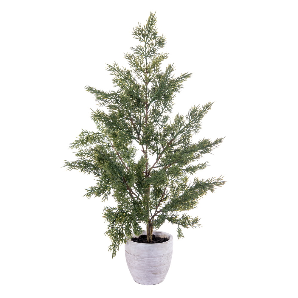 Green Cypress