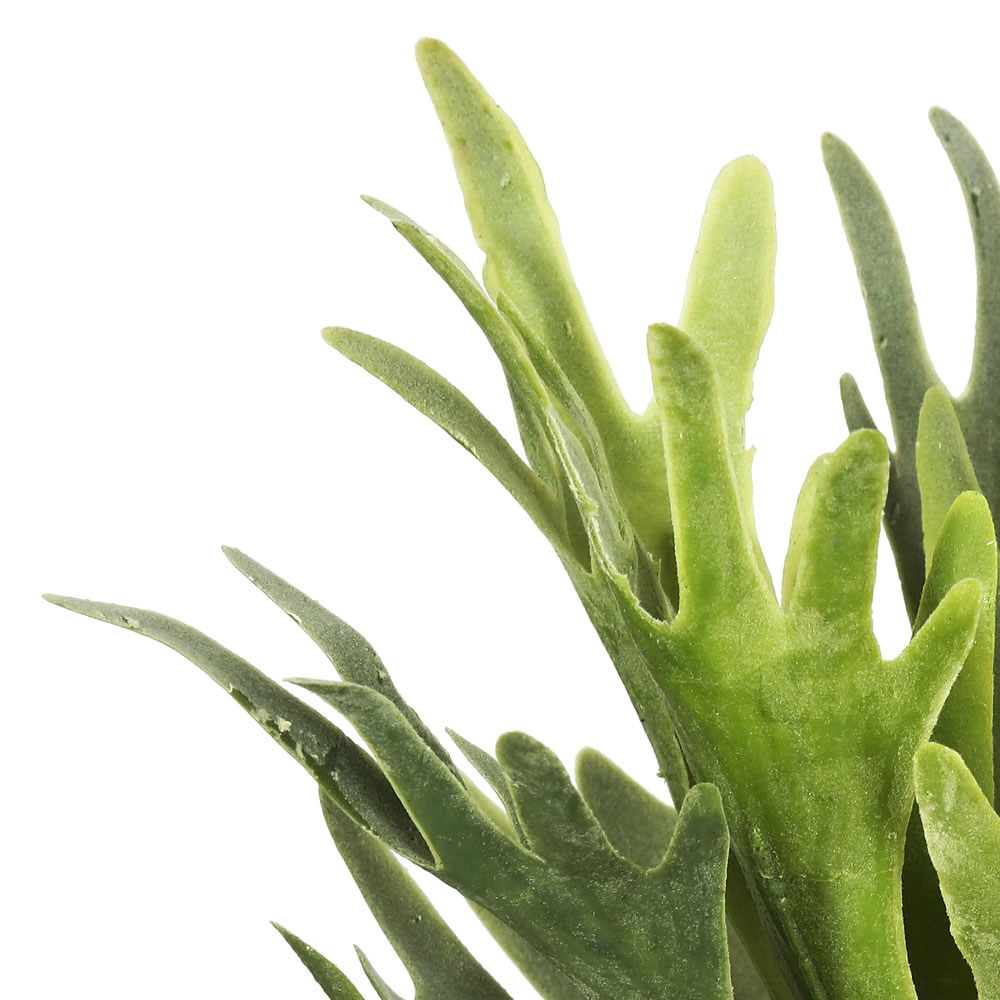 13" Staghorn Fern Bush Frosted-Green