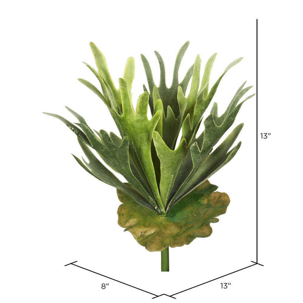 13" Staghorn Fern Bush Frosted-Green