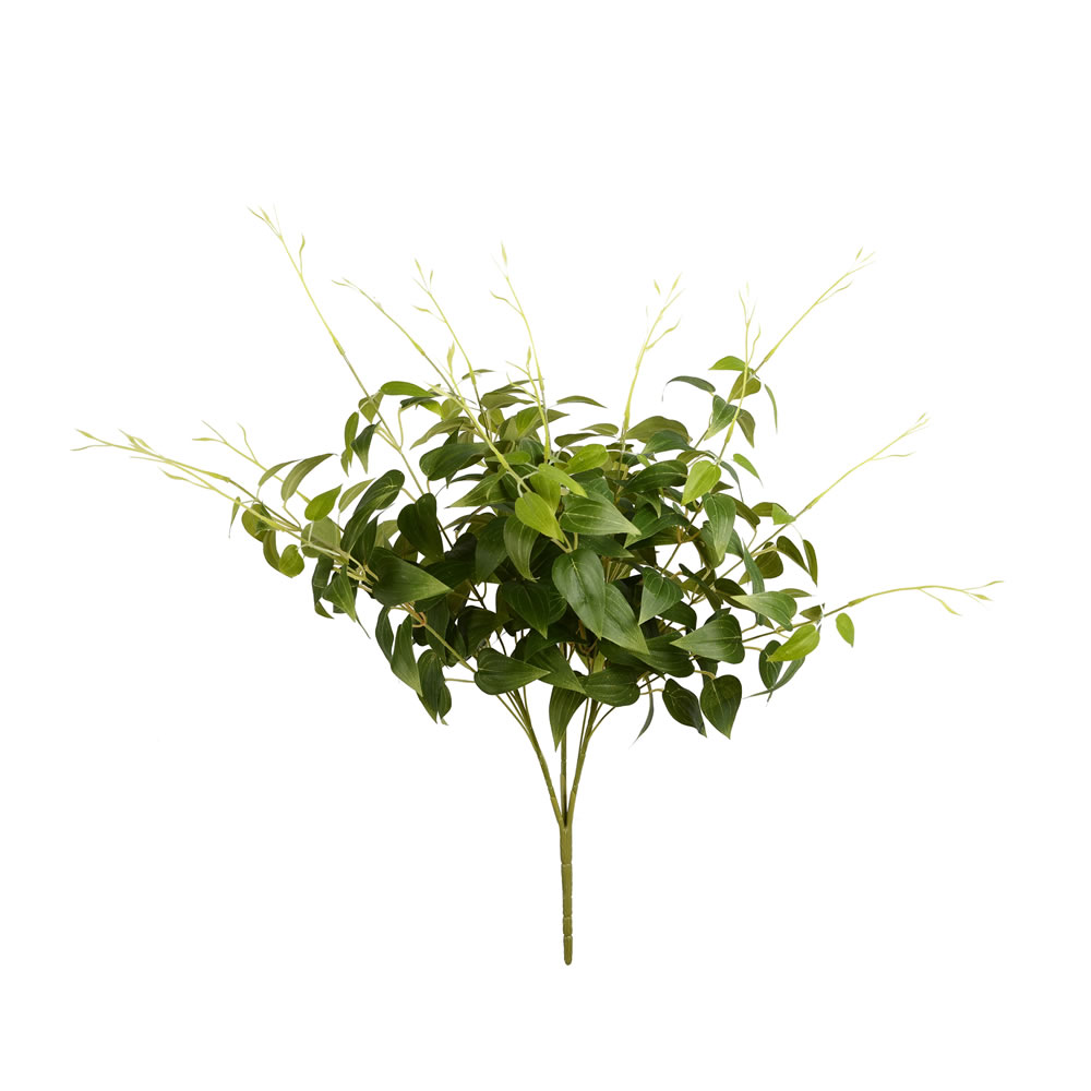 Clematis