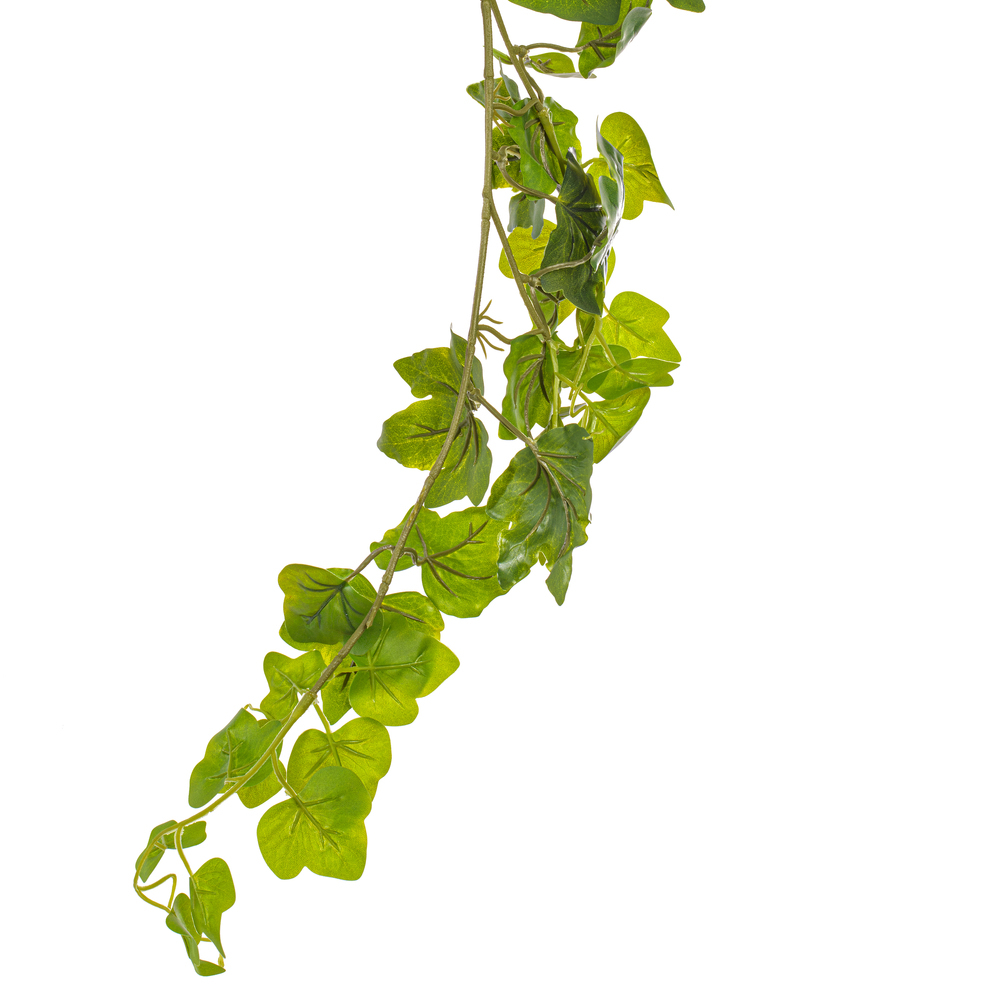 71" Green Frstd Ivy Vine RT 142 Lvs 3/pk
