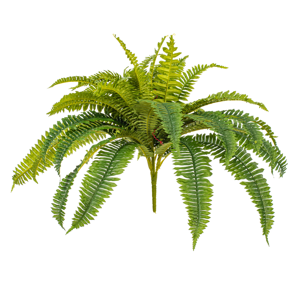 Boston Fern Bushes 1