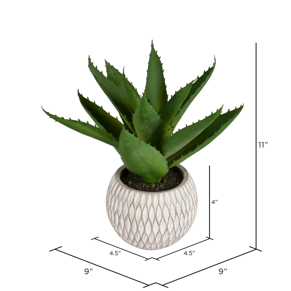 11" Green Succulent in Container