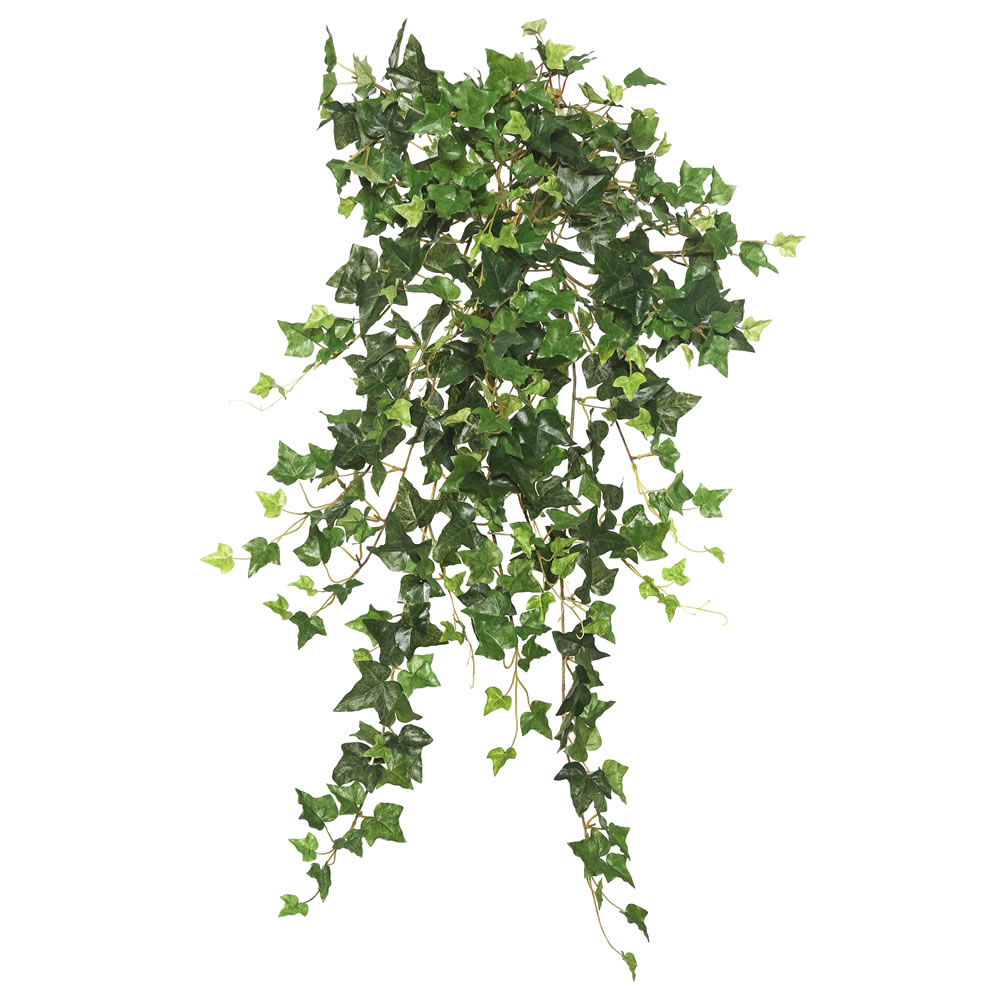 Mini Ivy