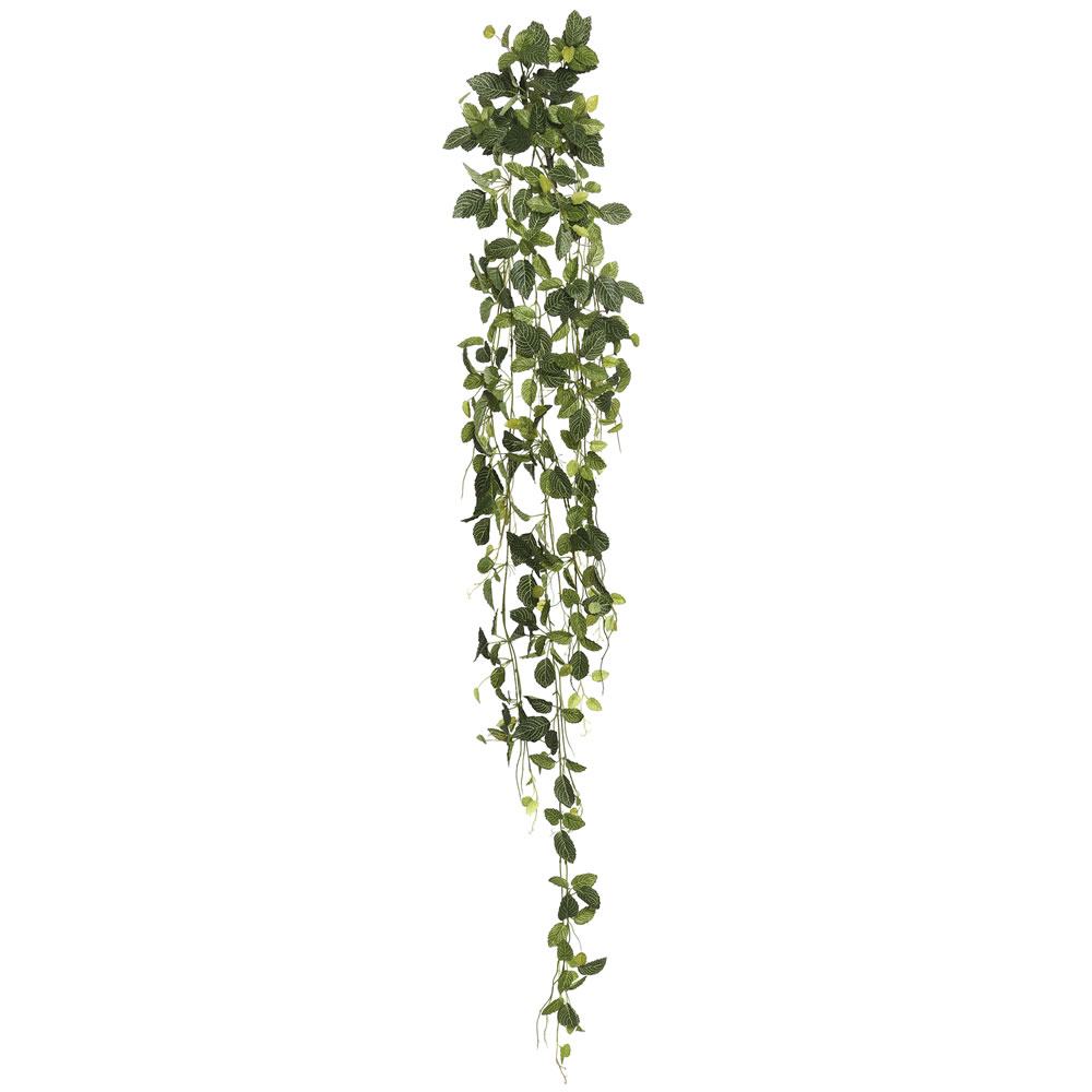 Fittonia