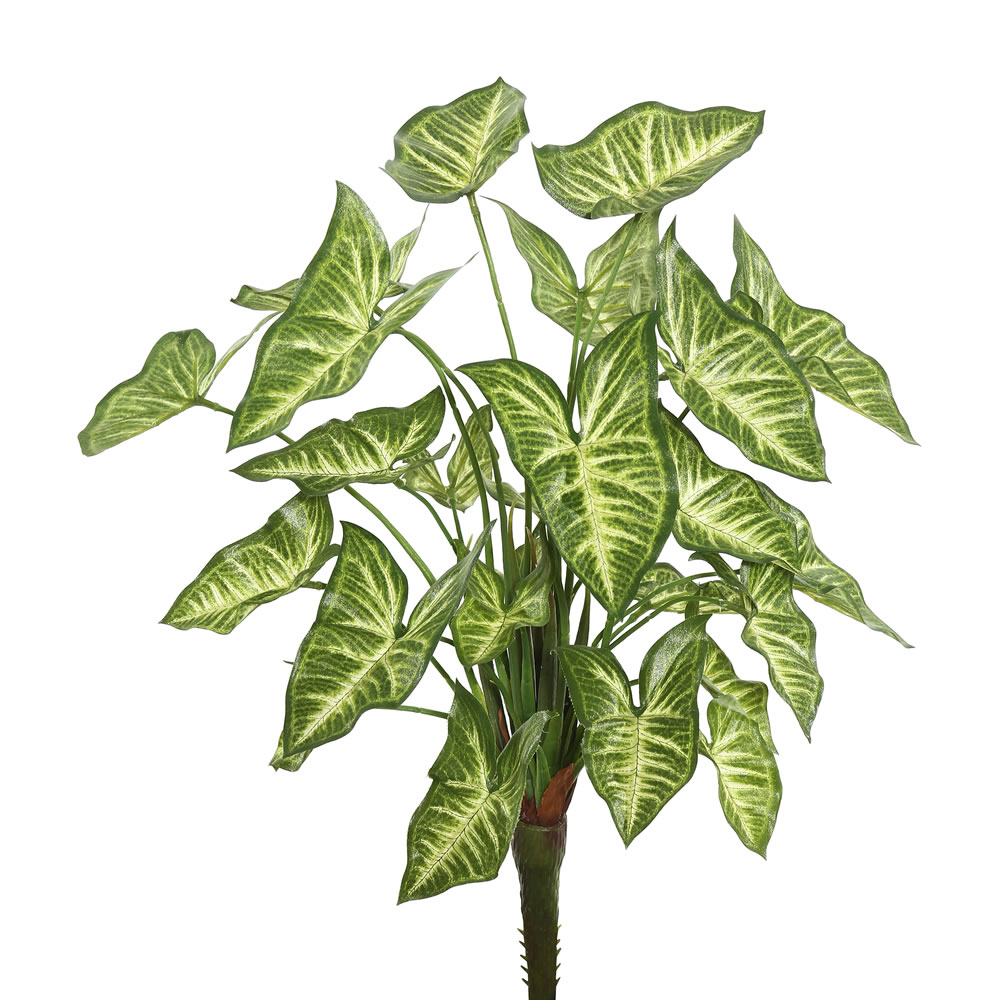 Syngonium