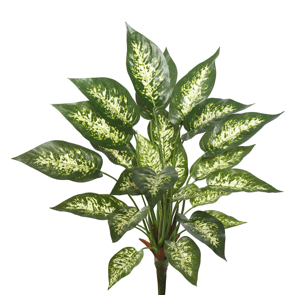 Dieffenbachia