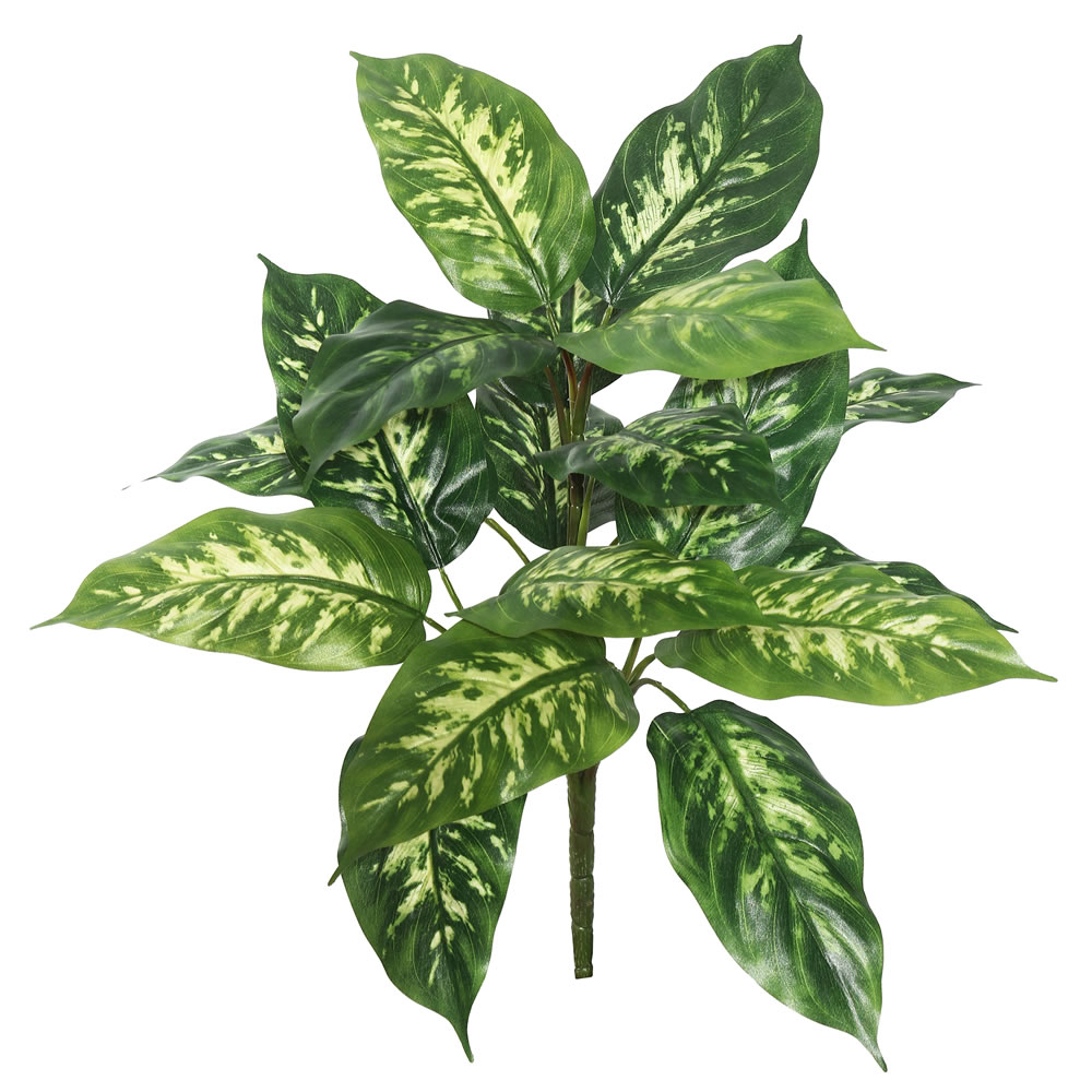 Dieffenbachia / 2 per pack