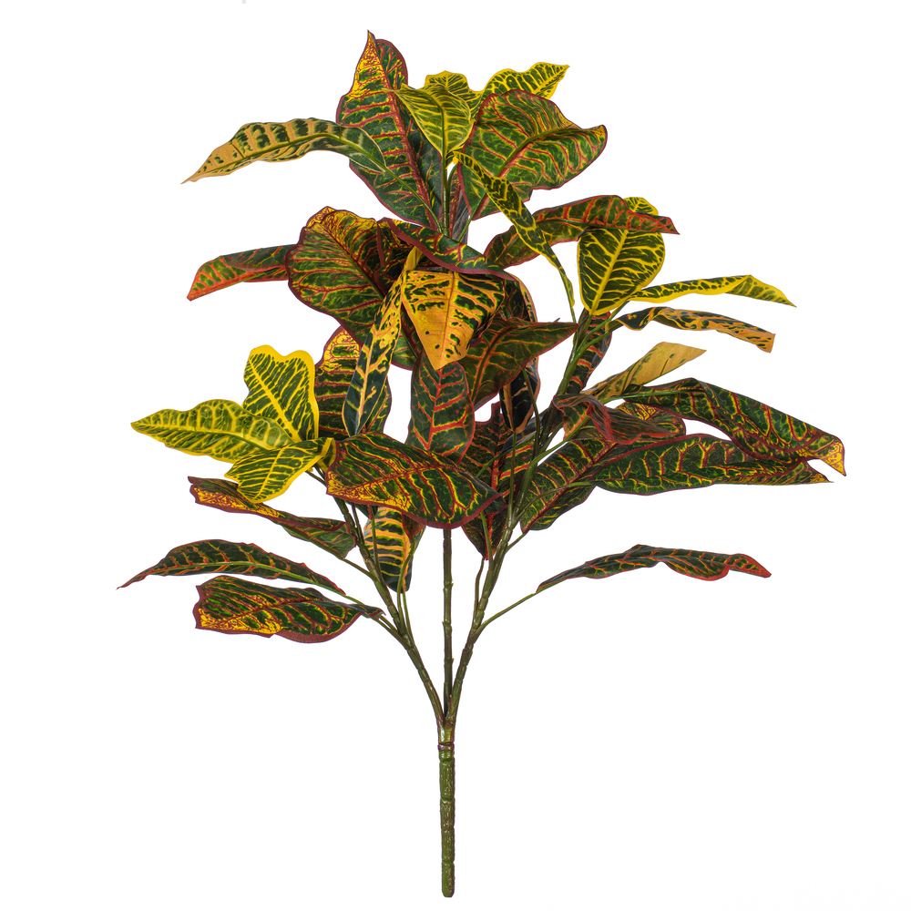 Croton