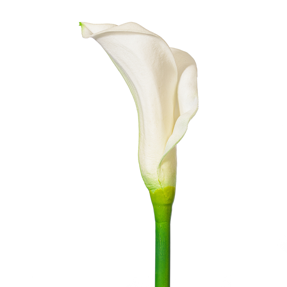 Vickerman Artificial 26" Calla Lily Stem