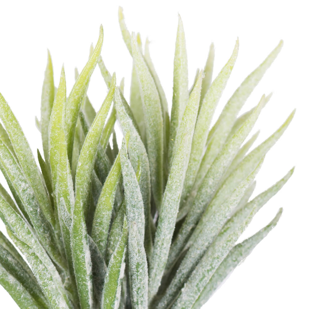 Vickerman 5" Artificial Green and White Seneco 