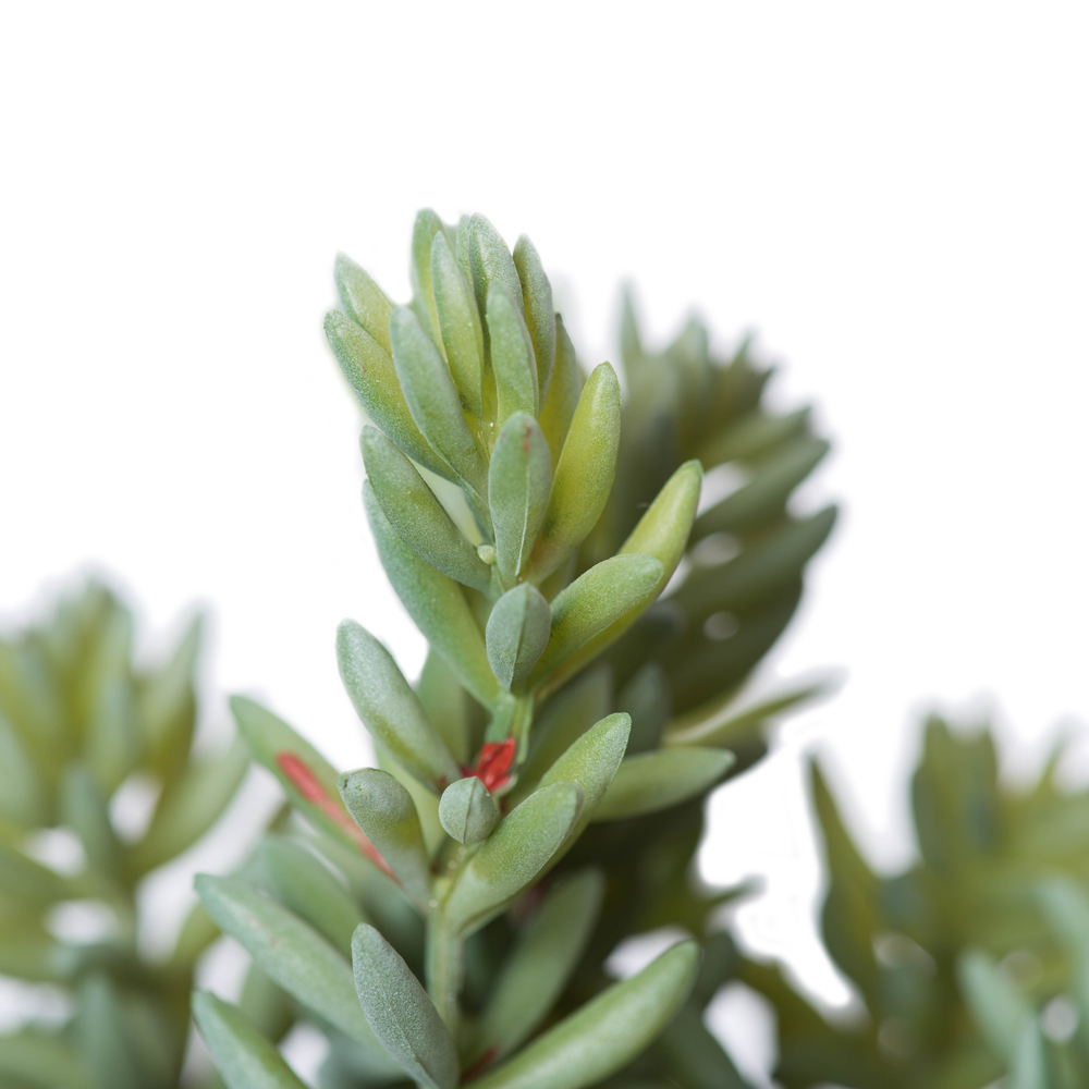 8" Sedum Pick 3/pk
